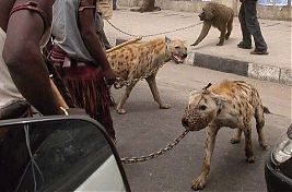 Hyenas on Leashes