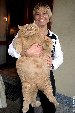 woman holding a very large cat