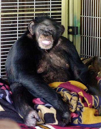 Travis the chimpanzee